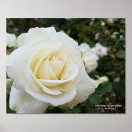 Póster Hermosa rosa blanca