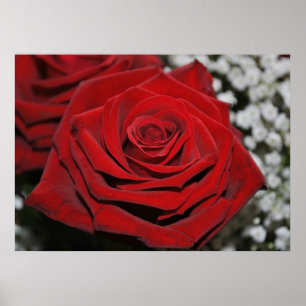 Póster Hermosa Rosa Roja