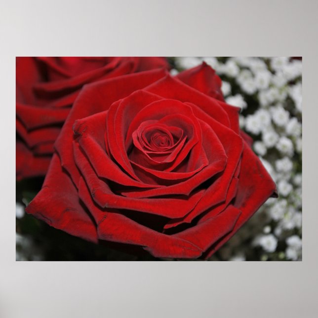Póster Hermosa Rosa Roja (Frente)