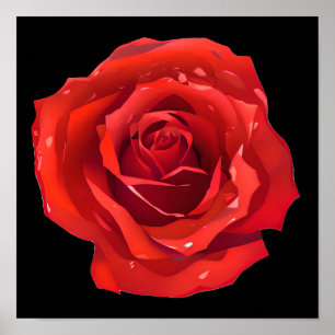 Póster Hermosa rosa roja