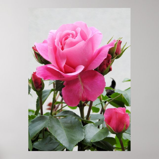 Póster Hermosa rosa rosa (Frente)