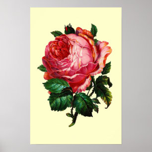 PÓSTER HERMOSA ROSA ROSA DE ROSA DE ROSA