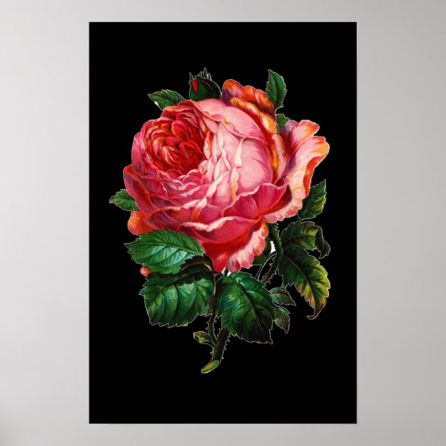 PÓSTER HERMOSA ROSA ROSA DE ROSA DE ROSA (Frente)