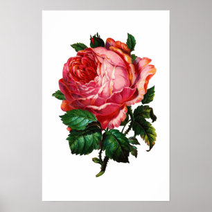 PÓSTER HERMOSA ROSA ROSA DE ROSA DE ROSA