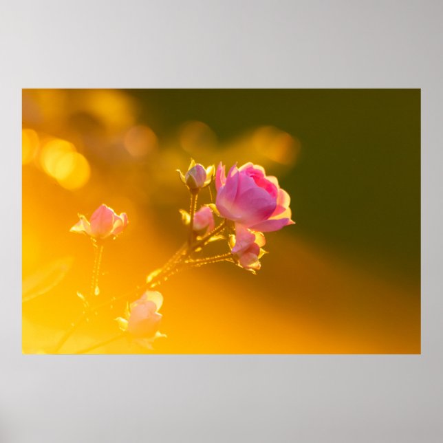 Póster Hermosa rosa rosa en el romance de la puesta de so (Frente)