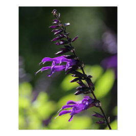 Póster Hermosa Salvia Púrpura Brillante Flores Amistad
