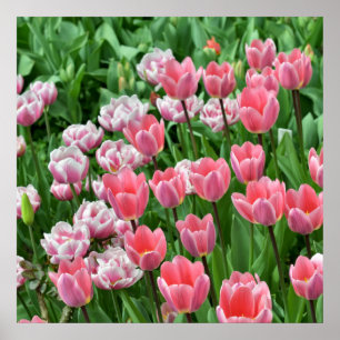 Póster Hermosa vista de campo de tulipanes rosados
