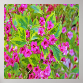 Póster Hermosa Weigela verde con flores de Crimson