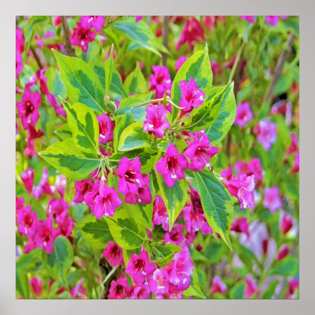 Póster Hermosa Weigela verde con flores de Crimson (Frente)