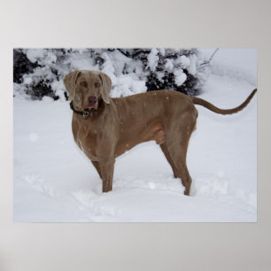 Póster Hermosa Weimaraner en la nieve