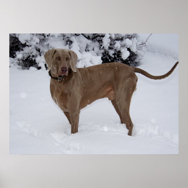 Póster Hermosa Weimaraner en la nieve (Frente)