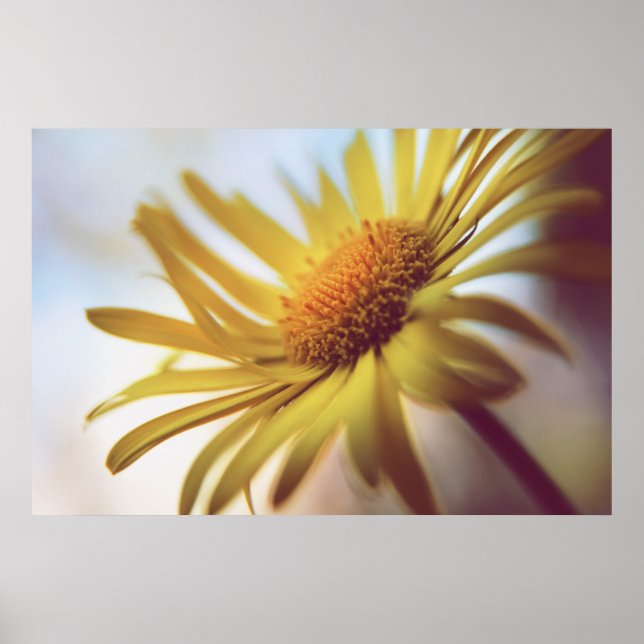 Póster Hermosa y elegante Abstracto Flor de margarita ama (Frente)