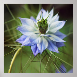Póster Hermosa y elegante flor de Nigella