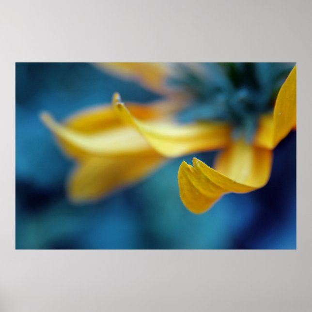 Póster Hermosa y elegante resumen de Petalo de flores ama (Frente)