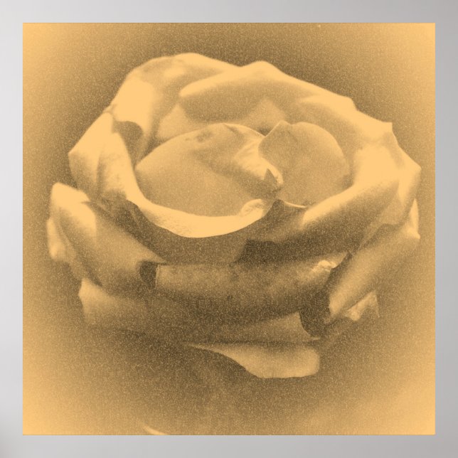Póster Hermosa y pintoresca Rosa Rosa (Frente)