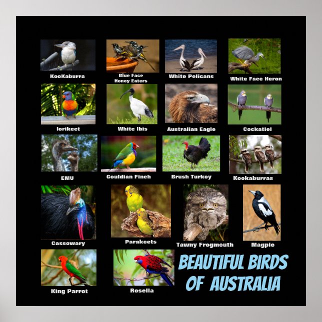 Póster Hermosas aves de Australia (Frente)