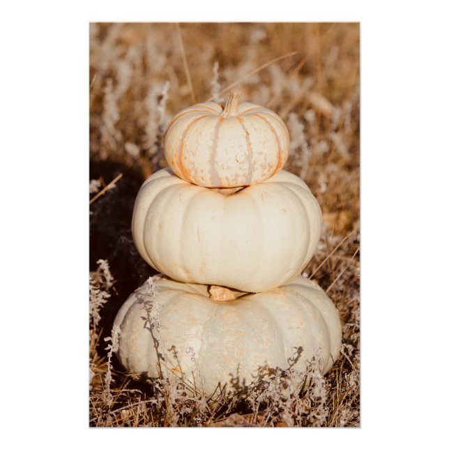Póster Hermosas calabazas blancas praderas otoñales (Anverso)