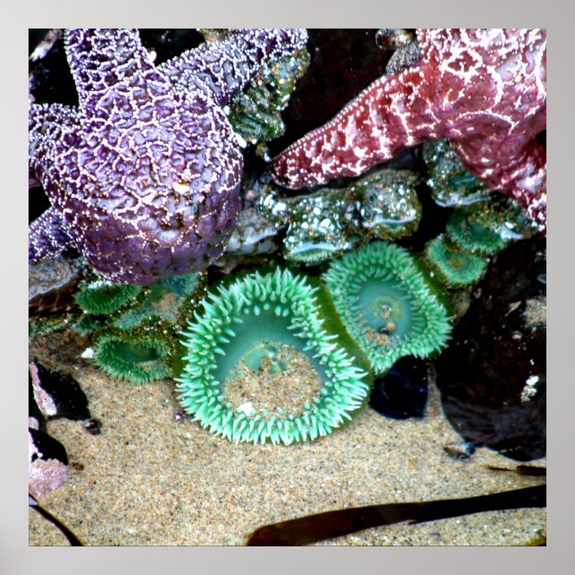 Póster Hermosas Estrellas Marinas y Fotografía de Anemone (Frente)