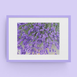 Póster Hermosas Floraciones de Lavanda Fotografía Floral
