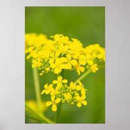 Póster Hermosas flores amarillas en primavera