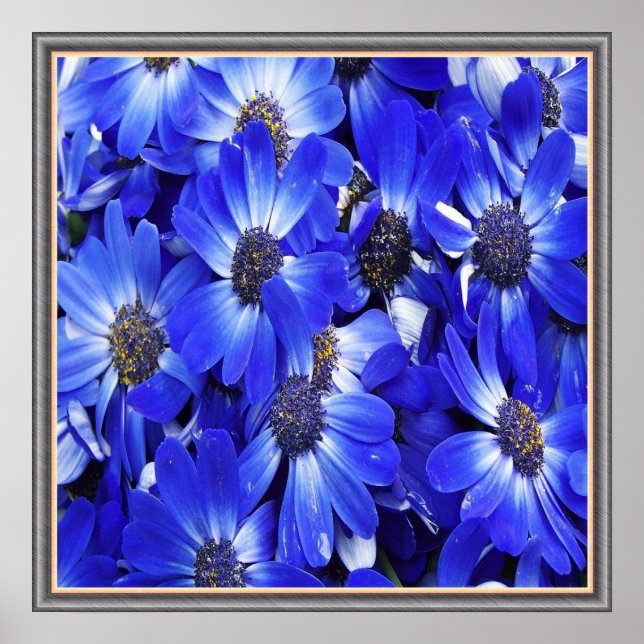 Póster Hermosas flores azules (Frente)