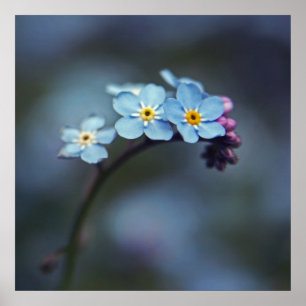 Póster Hermosas flores azules negras-no-me-nomás