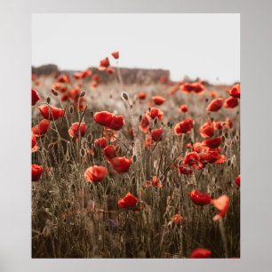 Póster hermosas flores de amapola