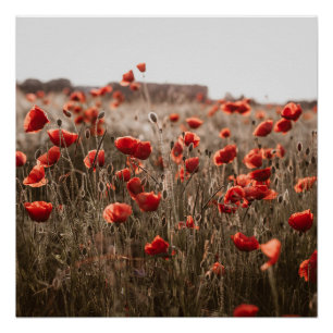 Póster hermosas flores de amapola