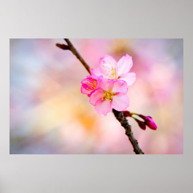 Póster Hermosas flores de cerezo de Sakura (Frente)