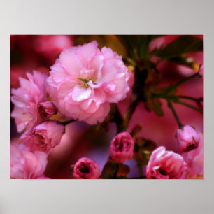 Póster Hermosas flores de cerezo rosado de primavera