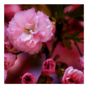 Póster Hermosas flores de cerezo rosado de primavera