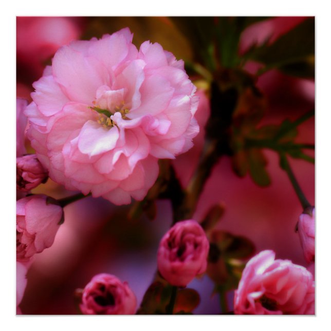 Póster Hermosas flores de cerezo rosado de primavera (Anverso)