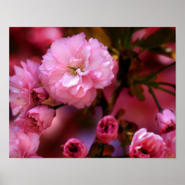 Póster Hermosas flores de cerezo rosado de primavera (Frente)