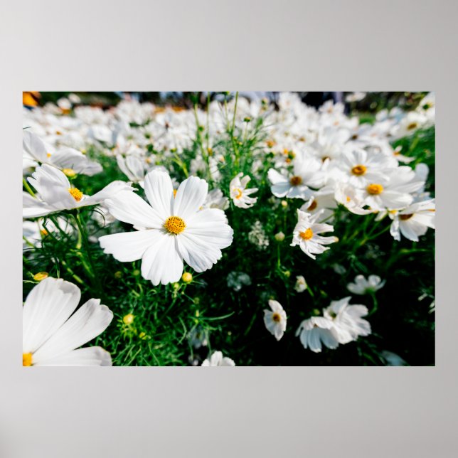 Póster Hermosas flores de cosmos blancos floreciendo en l (Frente)