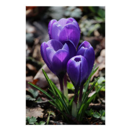Póster Hermosas flores de Crocus Primavera Púrpura Profun