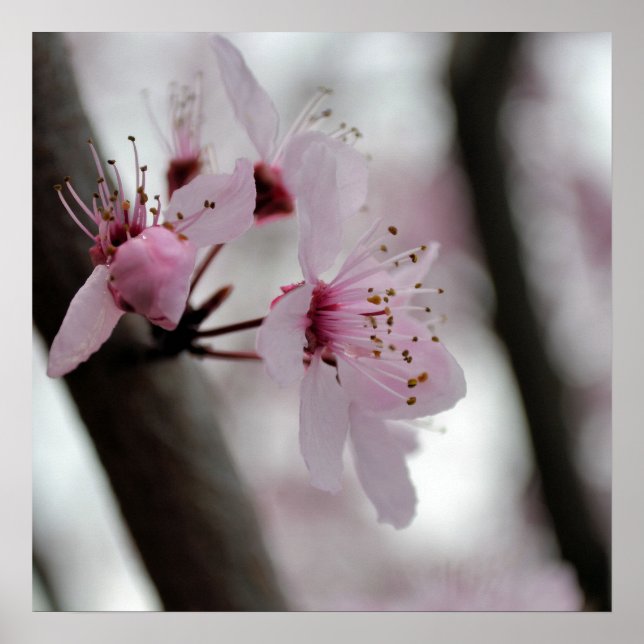 Póster Hermosas flores de flores de cerezo (Frente)