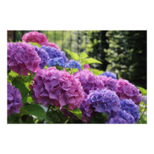 Hermosas flores de hidrangea rosa y azul