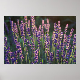 Póster Hermosas flores de lavanda iluminadas con sol