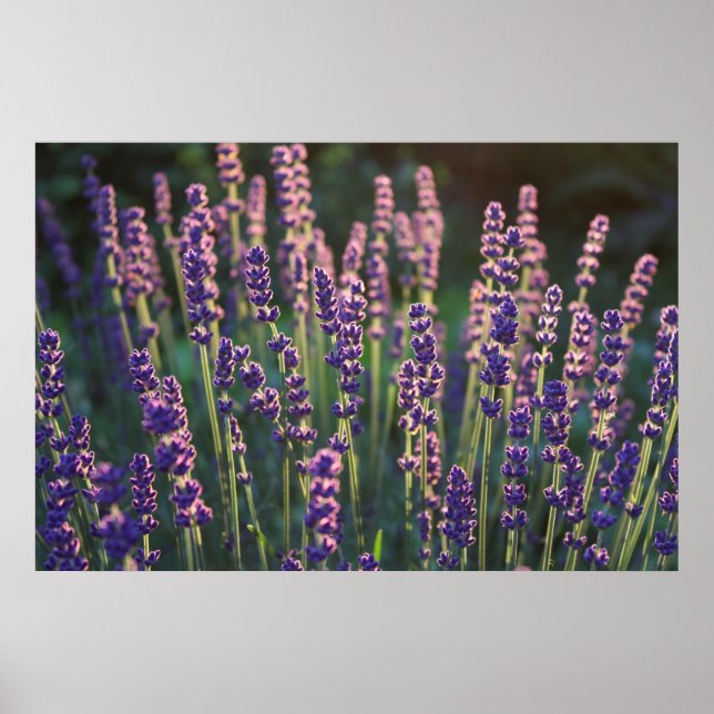 Póster Hermosas flores de lavanda iluminadas con sol (Frente)