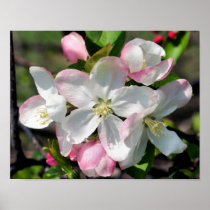 Póster Hermosas flores de manzano en flor en primavera en