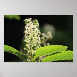 Póster Hermosas Flores De Plantas De Algas Blancas