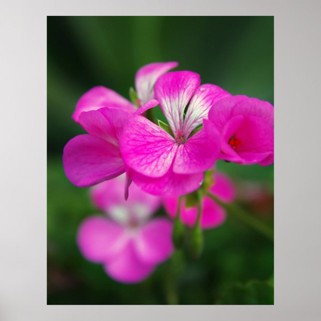 Póster Hermosas flores de primavera (Frente)