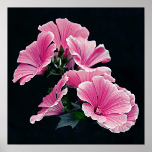 Póster Hermosas flores de Rosas de malva rosa de jardín