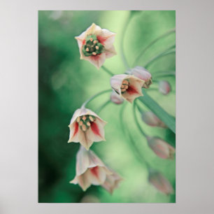 Póster Hermosas flores elegantes de ajo de miel