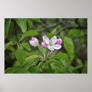 Póster Hermosas flores en jardín de manzanas