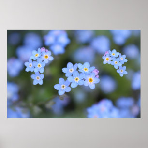 Póster Hermosas flores nomeolvides