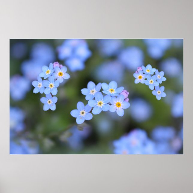 Póster Hermosas flores nomeolvides (Frente)