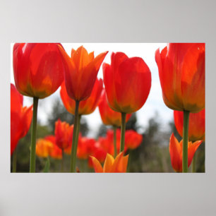 Póster Hermosas Flores Rojas De Tulipanes.