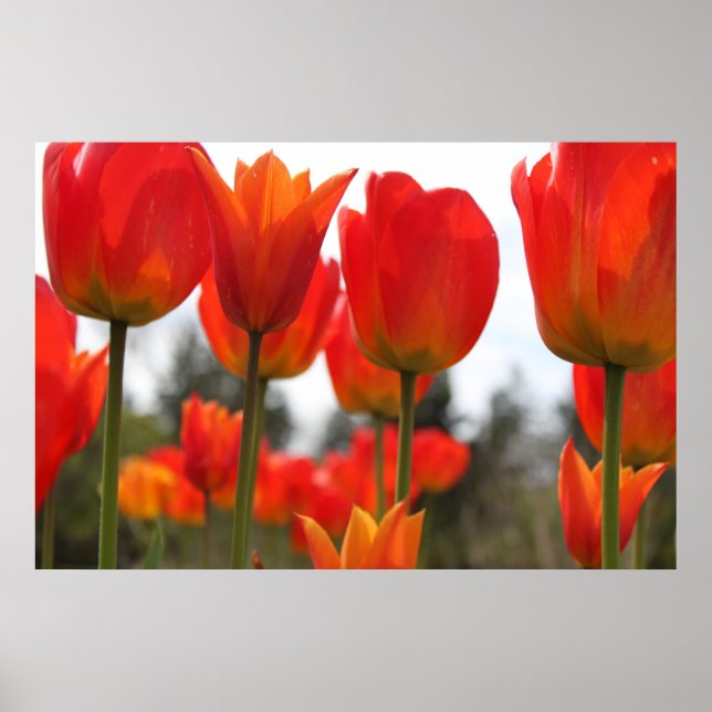 Póster Hermosas Flores Rojas De Tulipanes. (Frente)