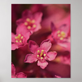 Póster Hermosas flores rosas